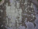 image of grave number 834728